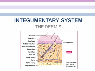 Integumentary System - Mrs. Byrne's Classroom